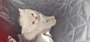 Pui de pisica Britisch shorthair