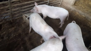 Purcei din rasa Marelui Alb - imagine 9 Purcei din rasa Marelui Alb - imagine 9