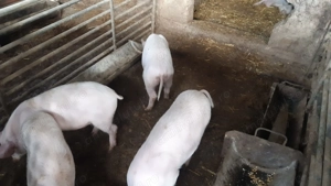 Purcei din rasa Marelui Alb - imagine 10 Purcei din rasa Marelui Alb - imagine 10