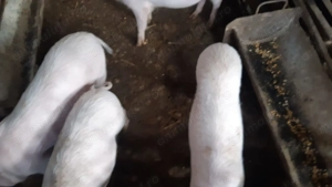 Purcei din rasa Marelui Alb - imagine 7 Purcei din rasa Marelui Alb - imagine 7