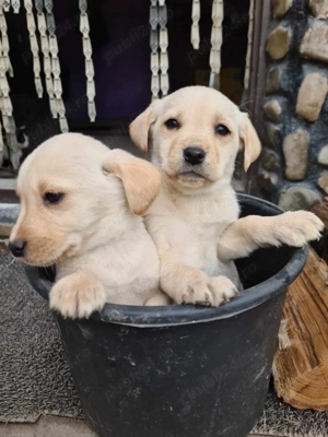 Pui labrador retriever - imagine 2