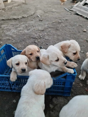 Pui labrador retriever - imagine 4