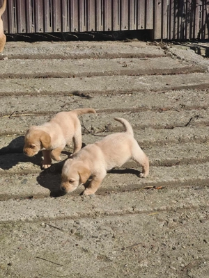 Pui labrador retriever - imagine 5