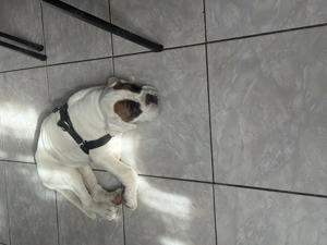 Boxer German femelă de vânzare  - imagine 5