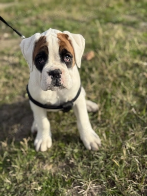 Boxer German femelă de vânzare 
