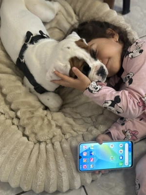 Boxer German femelă de vânzare  - imagine 3