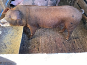 Vând 3 Purcele  - imagine 2  Vând 3 Purcele  - imagine 2