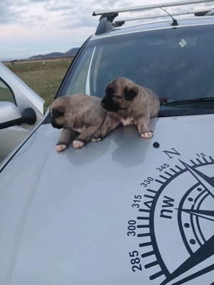 Vând căței rasa kangal