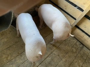 Vând 3 Purcele  - imagine 3  Vând 3 Purcele  - imagine 3