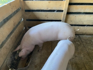 Vând 3 Purcele  - imagine 4  Vând 3 Purcele  - imagine 4