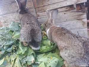 doua iepuroaice de anu asta mari - imagine 2 doua iepuroaice de anu asta mari - imagine 2