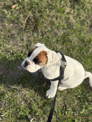 Boxer German femelă de vânzare  - imagine 10