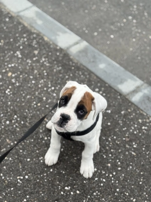 Boxer German femelă de vânzare  - imagine 8