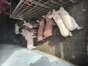 Vând purceluși de carne