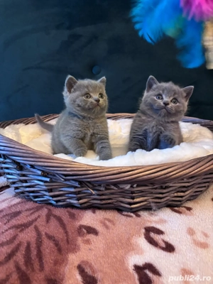 fetita british blue  - imagine 5