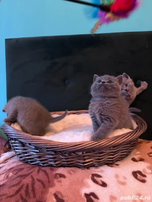 fetita british blue  - imagine 2