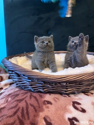 fetita british blue  - imagine 3