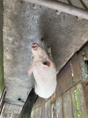 Vand porc  - imagine 2 Vand porc  - imagine 2