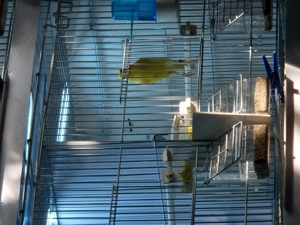 De vânzare canari  - imagine 2