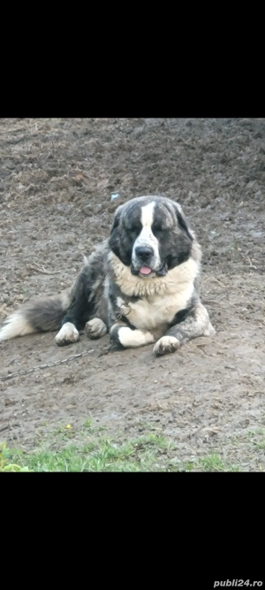 Asia centrala cu certificat de origine sau schimb pe oi