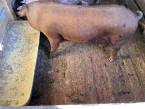 Vând 3 Purcele  - imagine 5  Vând 3 Purcele  - imagine 5