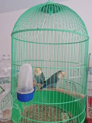 Pereche agapornis cu capul negru  - imagine 2