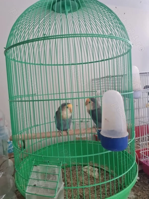 Pereche agapornis cu capul negru 