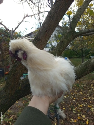 cocos matase japoneza  - imagine 5 cocos matase japoneza  - imagine 5