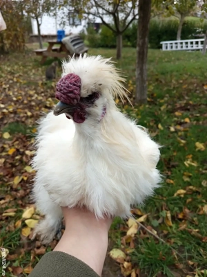 cocos matase japoneza  - imagine 2 cocos matase japoneza  - imagine 2