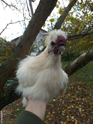 cocos matase japoneza  - imagine 3 cocos matase japoneza  - imagine 3