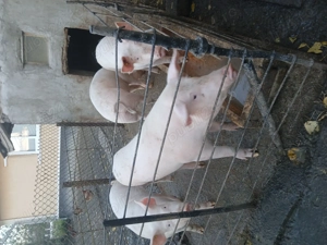 Vand porci marele alb - imagine 5 Vand porci marele alb - imagine 5