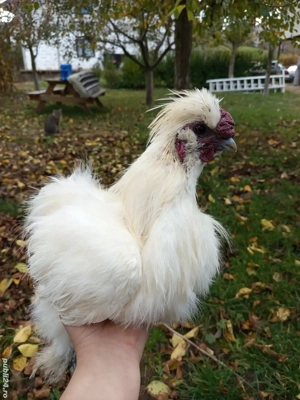 cocos matase japoneza 