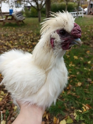 cocos matase japoneza  - imagine 4 cocos matase japoneza  - imagine 4