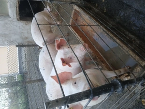 Vand porci marele alb