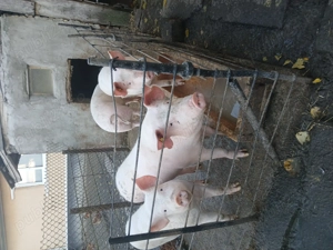 Vand porci marele alb - imagine 3 Vand porci marele alb - imagine 3