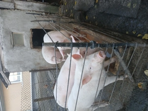 Vand porci marele alb - imagine 2 Vand porci marele alb - imagine 2