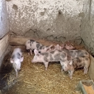 Vând purcei de 17 săptămâni 