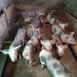 Vând purcei de 17 săptămâni  - imagine 3