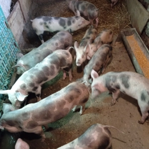 Vând purcei de 17 săptămâni  - imagine 2