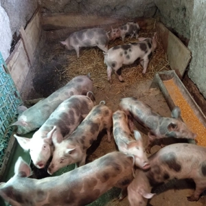 Vând purcei de 17 săptămâni  - imagine 5