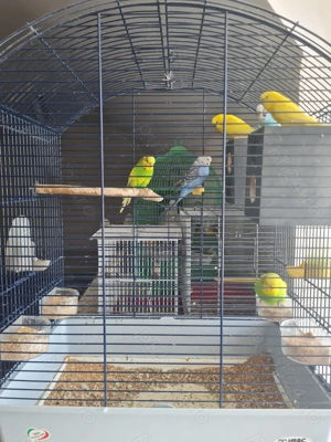 Perusii plus cusca mare 