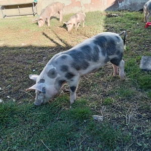 Vând purcei de 17 săptămâni  - imagine 4