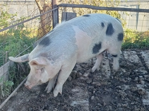 Vând porc pt sacrificare  craciun