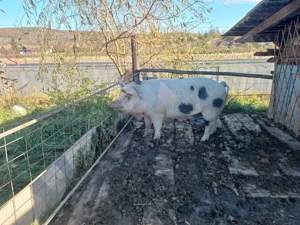 Vând porc pt sacrificare  craciun - imagine 2 Vând porc pt sacrificare  craciun - imagine 2