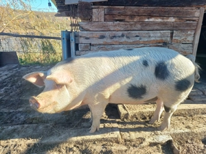 Vând porc pt sacrificare  craciun - imagine 3 Vând porc pt sacrificare  craciun - imagine 3