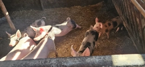 Purcei de vanzare - imagine 3 Purcei de vanzare - imagine 3