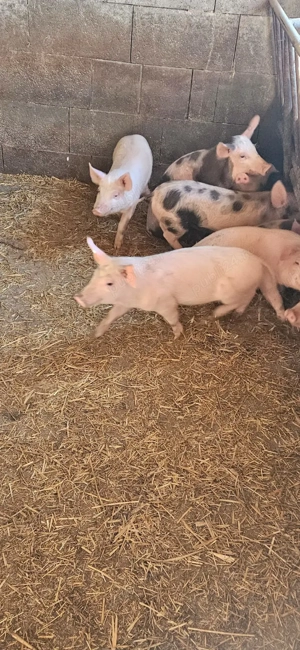 Purcei de vanzare - imagine 2 Purcei de vanzare - imagine 2