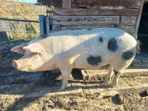 vand porc pentru sacrificare craciun - imagine 3 vand porc pentru sacrificare craciun - imagine 3