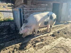 Vând porc pt sacrificare  craciun - imagine 4 Vând porc pt sacrificare  craciun - imagine 4