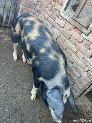 Vând proci  - imagine 5